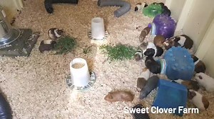 I told everyone I would do a Guinea Pig Barn tour with all the furry potatoes inside and here it is... | Sweet Clover Farm