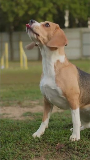 Amazing Dog Breeds 🐶