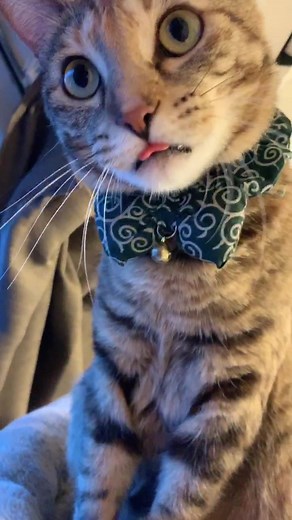 ベロしまい忘れてるよドラミ #ドラミ