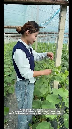 Trellis Training and Sucker Removal in a Greenhouse Row