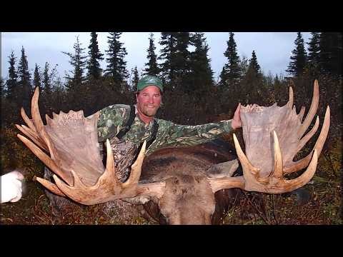 Alaska Moose Mania 7