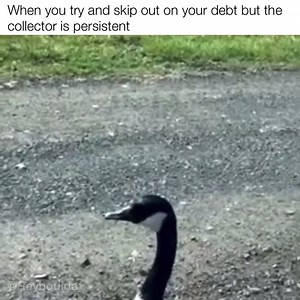 This goose aint playing | Too Funny not to Share