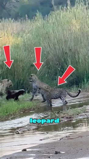 1 Honey Badger VS 3 Leopards