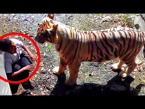 7 of the most shocking zoo animal attacks