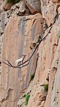 Goats are experts at escaping slaughter #wildlife #animals #goat #nature #shorts