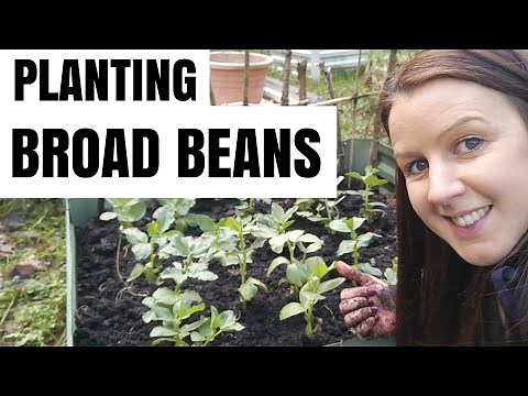 Broad Beans | How & When To Plant In Your Allotment Garden