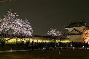 夜桜会（姫路市） | ウシオ | ウシオライティング（製品サイト）（製品サイト）