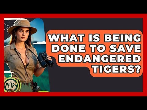 What Is Being Done To Save Endangered Tigers? - The Wild Life Explorer