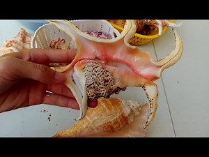 [LIVE] Pick Up Shells With Robin