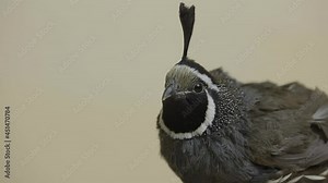 California crested quail in the studio on a beige background. Callipepla californica looking at the camera. Studio shooting of birds. Close up.