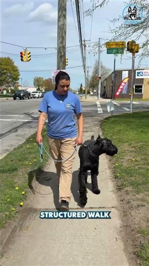 A Day in a Life of a Boarding Dog in K9 Mania! #adayinmylife