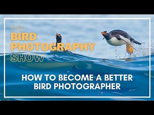 Become a BETTER Bird Photographer & Find those ELUSIVE Birds! The Bird Photography Show EP. 6