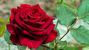Download Beautiful red rose blooms in the garden. The season of flowering roses. Red Rose for free
