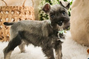 Darris - Miniature Schnauzer Puppy 2133F1