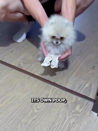 This Dog Got the Funniest Punishment for Pooping on the Floor! 😂🐶#shorts