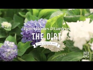 How To Grow Hydrangeas | The Dirt | Better Homes & Gardens