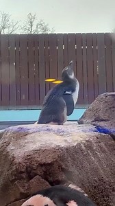 Crying in the Penguin Point club… With the flurries in the forecast last week, African Penguin juvenile, Oswald, experienced his first snowfall 🥹❄️ As many of you know, African Penguins are warm-weathered birds. Penguin Point is equipped with penguin-approved heaters AND in-floor heating to help keep their “tootsies” warm. If it gets too cold in Pittsburgh, our experts temporarily move them to cozy behind-the-scenes habitats. | National Aviary