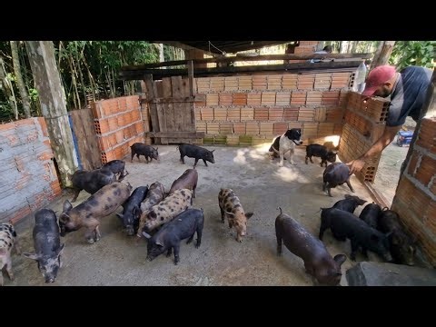 Our pig farming on the farm is increasing.