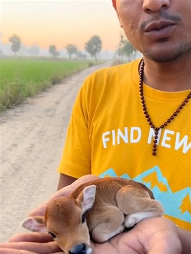Mini Cow Babies: A Delightful Look at Adorable Calves