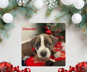 Say hello to Chandler, Ross, Bing, Joey, Monica, Rachael, and Phoebe—seven PAW-sitively adorable 8-week-old pups who are ready to bring a little "Friends"-style joy to your life! 🐶✨ These tiny bundles of love are searching for their forever homes, and we just know they’ll be there for you. Whether you're looking for a sarcastic sidekick like Chandler, a lovable goofball like Joey, or a cuddle buddy like Monica, we’ve got the perfect pup waiting for you. 🥰 📋 We’re now accepting applications! V
