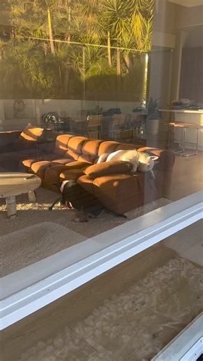 3.2K views · 189 reactions | @bullterrierhub @bullterrier._.lover @bull_terriers_lover @bullterriers.around.the.world @bullterrier_fanpage_ @phoebe_s.world @bullterrier.of.insta @bullterrier_hub @bull.terrier.smiling | Bull Terrier Lover | Facebook