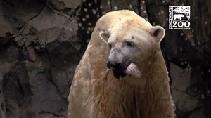 201K views · 9.6K reactions | Our polar bears, Little One and Anana,...