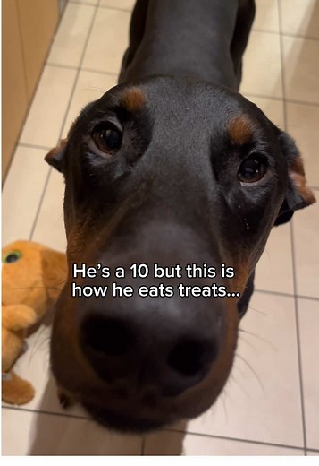 Cute Doberman Videos That Will Make You Laugh