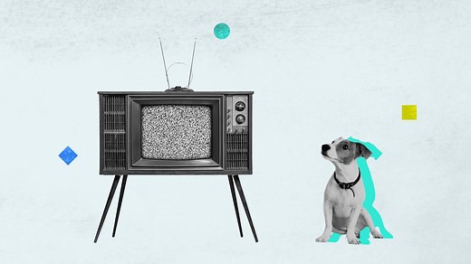 Are Dogs Colorblind? | Britannica