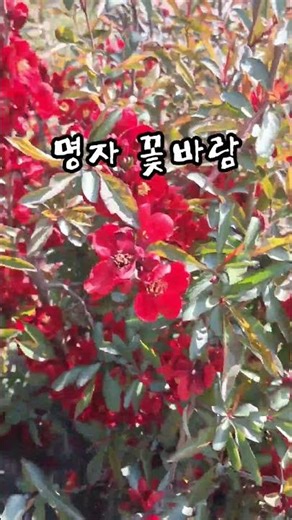 April 2026# Chaenomeles☆Spring Breeze#Flower Breeze