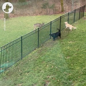 49K views · 1.4K reactions | Watch as these two dogs play chase with a wild deer through the fence in their garden  歷 | Go Fetch | Facebook