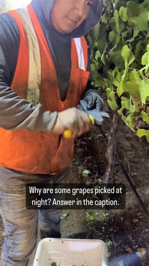 2.2K views · 25 reactions | Harvesting grapes at night has several...