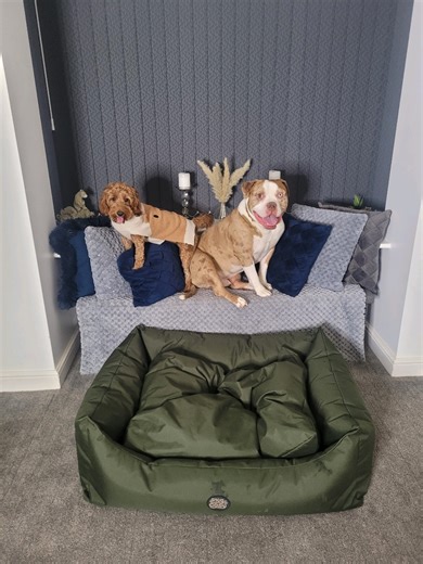 Choosing the Best Dog Bed for Disney and Story