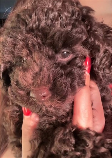 So in love🤎#puppylove #dogs #puppy #toypoodle #bambi #fyp