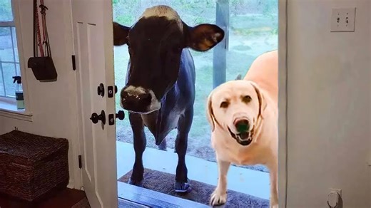When your dog brings home a surprise friend you didn’t expect