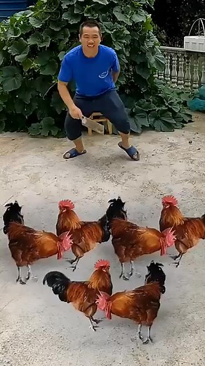 109 reactions · 18 shares | "Training roosters like a pro! Watch as this skilled farmer tests his long-trained, big roosters. Unbelievable teamwork and discipline!  #FarmLife #AmazingAnimals #RoosterChallenge" #AnimalTraining #RoosterLife #IncredibleSkills #ViralMoments #FarmVibes | Mansha Khan | Facebook