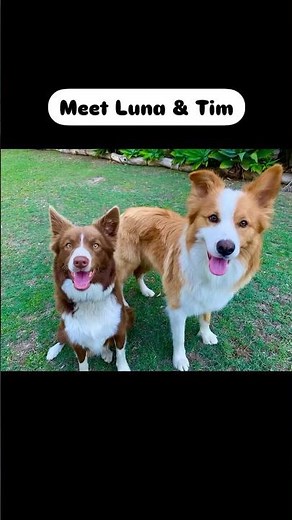 Border Collie Puppies For Sale. Puppy. Dogs. Available 1/8/25 Bris.Aust