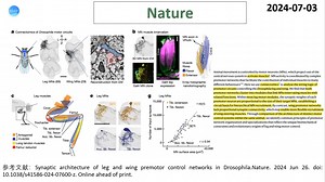Nature—网络连接组研究重磅：科学家采用连接组学方法揭示果蝇运动前控制网络的突触层级结构_哔哩哔哩_bilibili