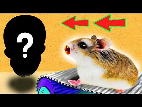 🐹⚡ Human Skull Hamster Obstacle Course Maze With Traps Amazing 😱