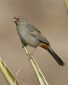 California towhee - Alchetron, The Free Social Encyclopedia