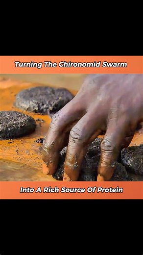 Turning the chironomid swarm into a rich source of protein. #animals #fyp #reelsvideoシ | Animals Around Us