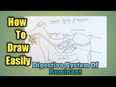 Digestive system of ruminants class 7 diagram | digestive system of ruminant animals drawing