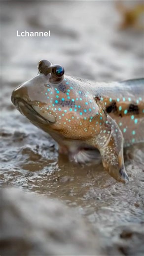 Mudskipper : The fish that walks on land! #shorts #facts #animalfacts