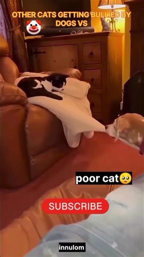 Other cats getting bullied by dogs…Last cat.....☠️ #shorts #respect