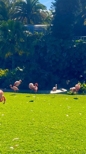 Pink Birds Everywhere 🦩