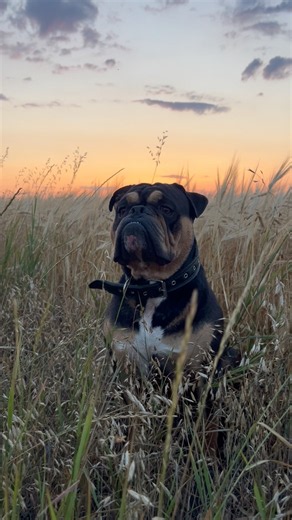 Old English Bulldog. Бима. Конец Июля😢 #dog #bulldog