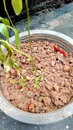 เบี้ยพริกขึ้นแล้ว #เบี้ยพริกขึ้นแล้ว | Pim Pim