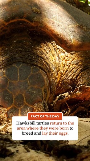 7.6K views · 126 reactions |  Fact of the Day Did you know hawksbill turtles return to the area where they were born to breed and lay their eggs? #ausgeo #seeaustralia #factoftheday #aussiewildlife #kelpforest #hawksbillturtles #turtles #sealife | Australian Geographic | Facebook