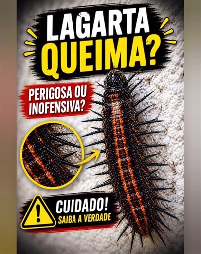Essa lagarta QUEIMA ou não? 🔥