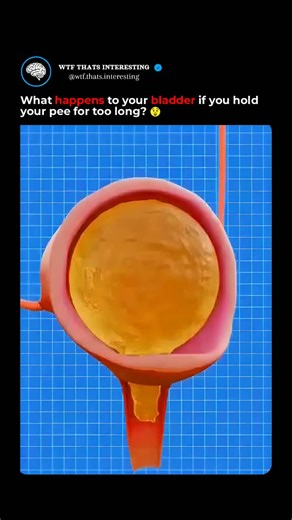 Wtf That's Interesting on Instagram: "Ever played a game of "who can hold it the longest"? 🙈 Let's just say, your bladder *might* not be your biggest fan. Think of it as an overfilled water balloon... ready to POP! 🎈 Okay, maybe not *pop*, but definitely not a good time. Listen to your body, friends! Nature's call is important, and ignoring it can lead to some seriously uncomfortable consequences. Take it from us – small steps (to the restroom 😉) can make a HUGE difference. You've been warned