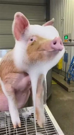 Automated Chemical Foam Wash: Zero-Contact Cleaning 🌊✨